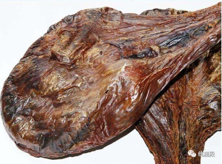 鹿是世界上珍贵的野生动物,全身是宝。